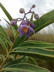 Solanum glaucophyllum