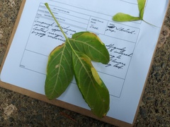 Acer negundo