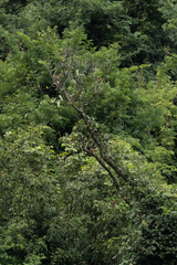 Hemixos castanonotus