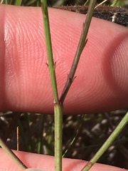 Agalinis oligophylla