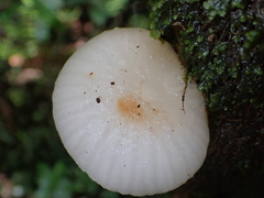 Oudemansiella australis