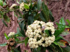 Baccharis latifolia