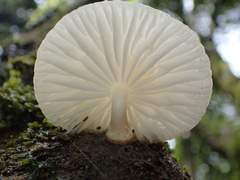 Oudemansiella australis