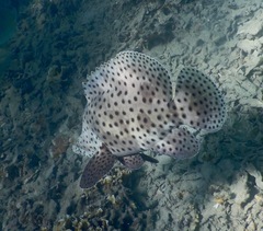 Chromileptes altivelis