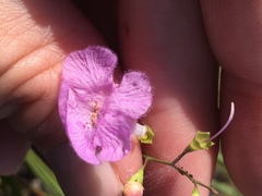 Agalinis oligophylla