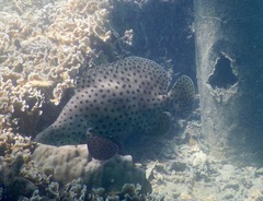 Chromileptes altivelis