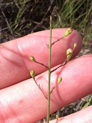 Agalinis oligophylla