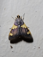 Rehimena
