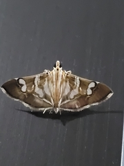Spilomelinae