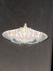 Spilomelinae