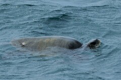 Lepidochelys olivacea
