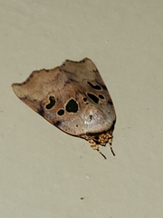 Xenochroa chlorostigma