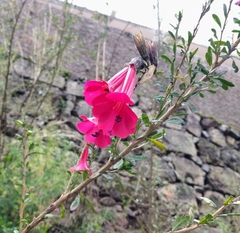 Cantua buxifolia