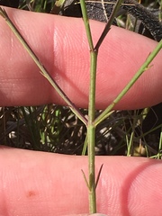 Agalinis oligophylla