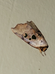 Xenochroa chlorostigma