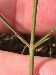 Agalinis oligophylla
