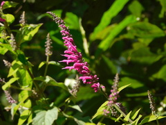 Salvia iodantha