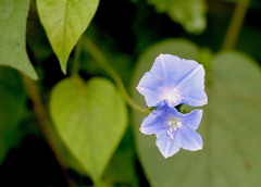 Jacquemontia pentanthos