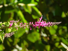 Salvia iodantha