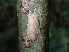 Declana leptomera