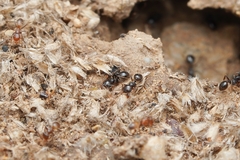 Pheidole xerophila