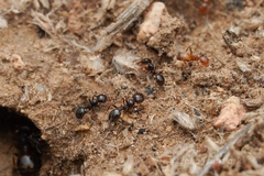 Pheidole xerophila