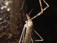 Austrolimnophila crassipes