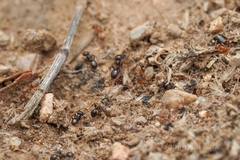 Pheidole xerophila