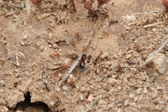 Pheidole xerophila