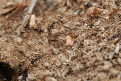 Pheidole xerophila