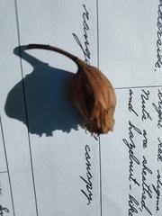 Calycanthus occidentalis