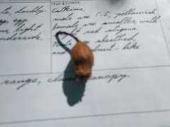 Calycanthus occidentalis