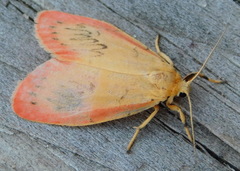 Miltochrista miniata