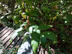 Calycanthus occidentalis