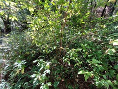 Calycanthus occidentalis