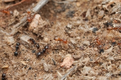 Pheidole xerophila