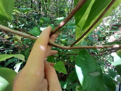 Calycanthus occidentalis