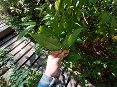 Calycanthus occidentalis
