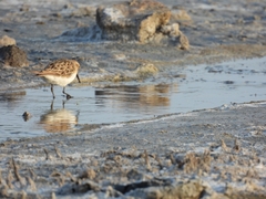 Calidris