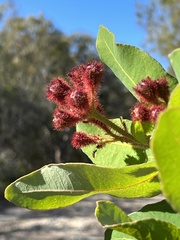 Angophora hispida