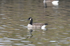 Branta canadensis