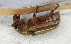 Polyphylla occidentalis