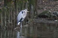 Ardea herodias