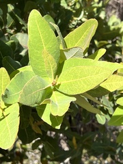 Angophora hispida