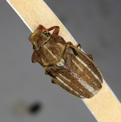 Polyphylla occidentalis