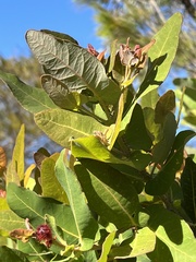Angophora hispida