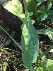 Rudbeckia terranigrae