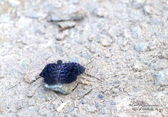 Cycloglypha thrasibulus thrasibulus