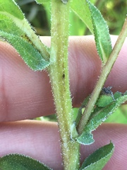Rudbeckia terranigrae