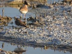 Calidris